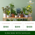 Monthly Plant Subscription - Savilles Florist