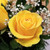 Rose Elegance Yellow by Savilles Country Florist. Flower delivery to Orchard Park, Hamburg, West Seneca, East Aurora, Buffalo, NY and surrounding suburbs.