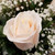 Rose Elegance White by Savilles Country Florist. Flower delivery to Orchard Park, Hamburg, West Seneca, East Aurora, Buffalo, NY and surrounding suburbs.