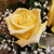 Love's Embrace Yellow (105213) by Savilles Country Florist.  Flower and Plant delivery to Orchard Park, NY and the surrounding area including same day delivery to Hamburg, West Seneca, East Aurora, Blasdell and Buffalo NY   
