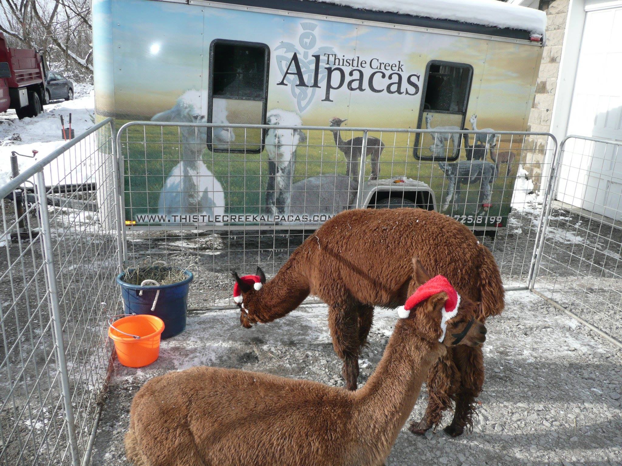 alpacas-2.jpg