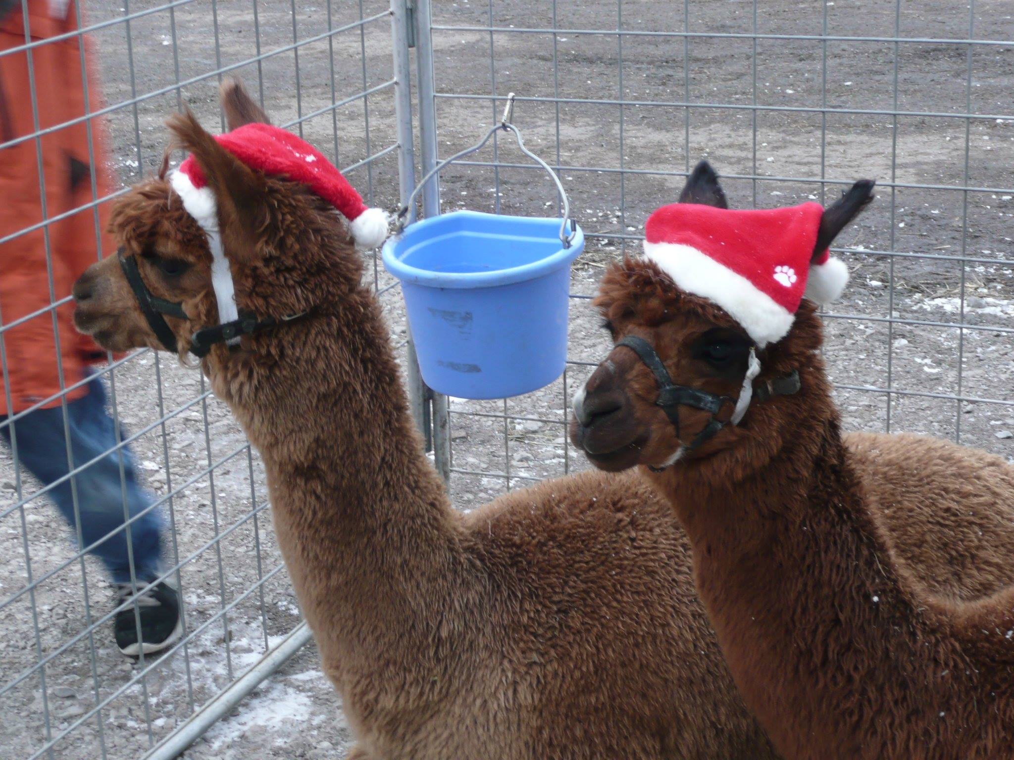 alpacas1.jpg