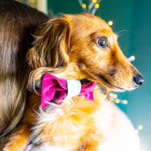 Christmas Pet Accessories Christmas Pet Accessories