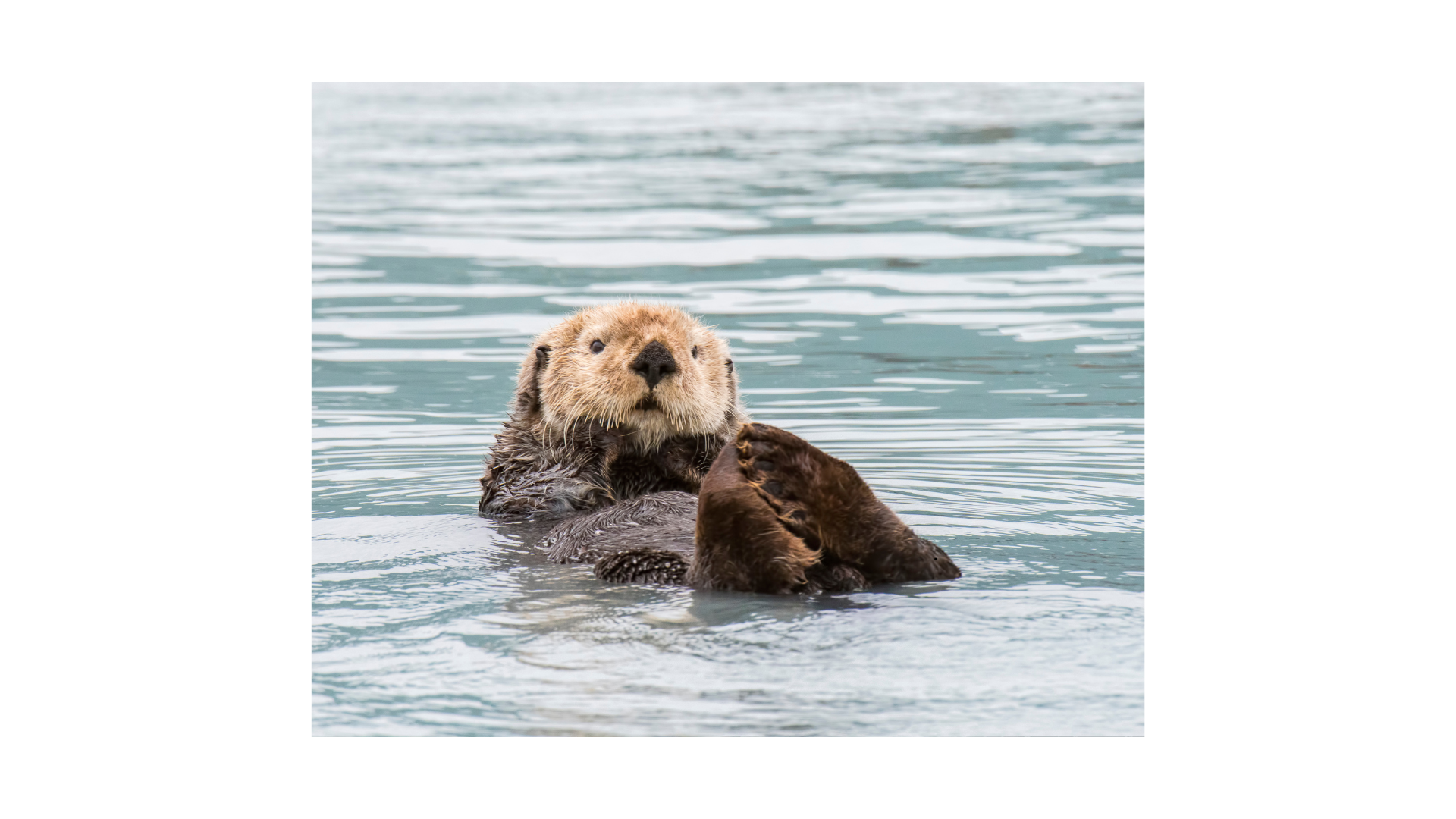 Otter Spirit Animal