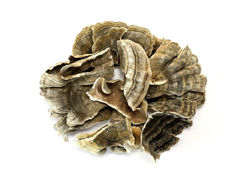 Turkey Tail Fruiting Body