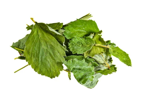 Strawberry Leaf
