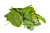 Strawberry Leaf