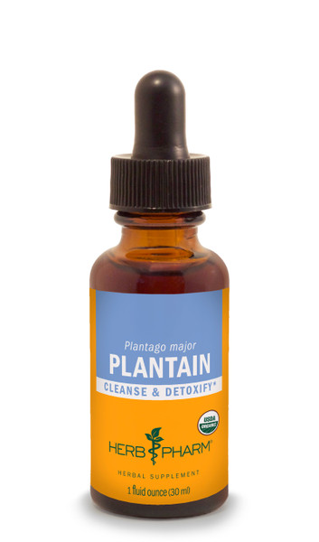 Plantain Tincture