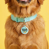 Crumb Control - Comfort Dog Tag