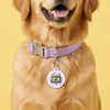 Little Bit Dramatic - Comfort Dog Tag