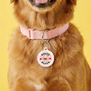House Heifer - Comfort Dog Tag