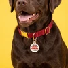 I Do My Best Pooping Inside - Gold Enamel Tag