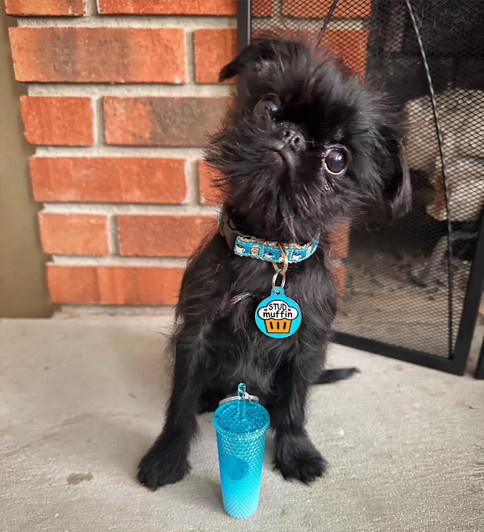 Stud Muffin - Enamel Dog Tag