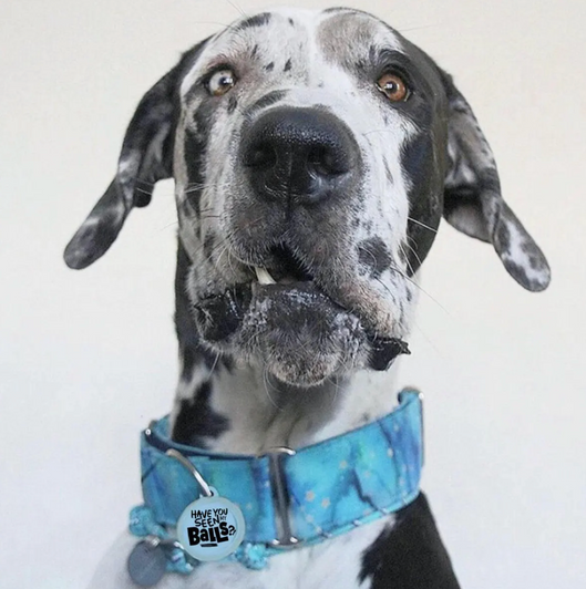 Have You Seen my Balls - Silent Dog Tag