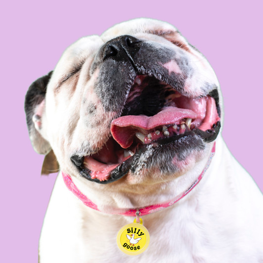 Silly Goose Dog Tag - Silent Dog Tag