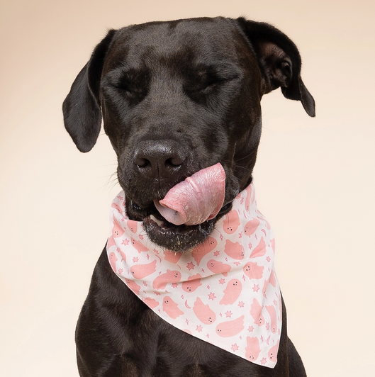 Pretty in Boo Halloween Bandana