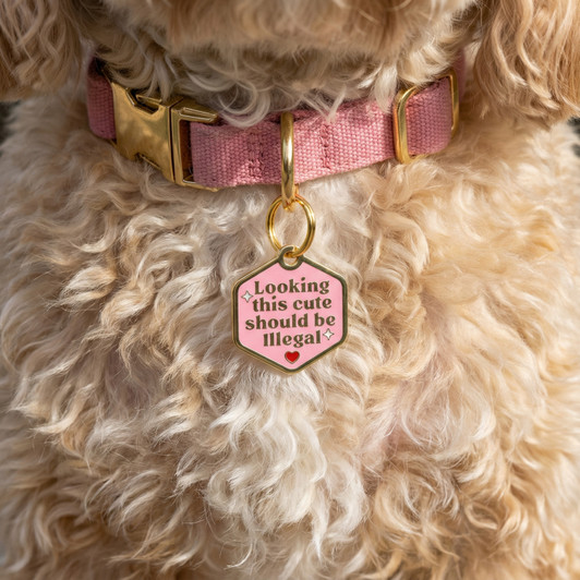 Looking this Cute Should be Illegal - Gold Enamel Dog Tag