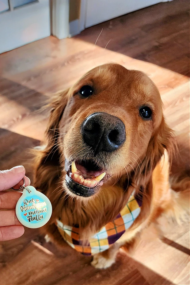 handsome dog tag