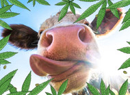 Hemp Biomass as Feed for Livestock