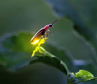 Using Firefly DNA to Better Understand Hemp and Cannabis