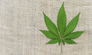 Hemp's Potential for More Sustainable Manufacturing