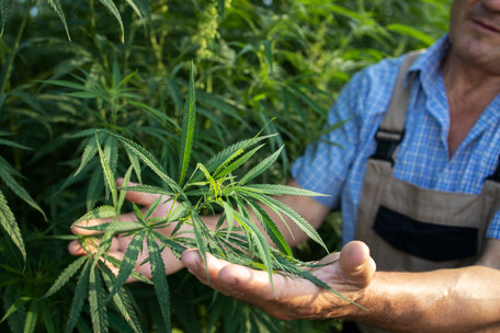 Why Doesn't Hemp Get You High? The Real Science
