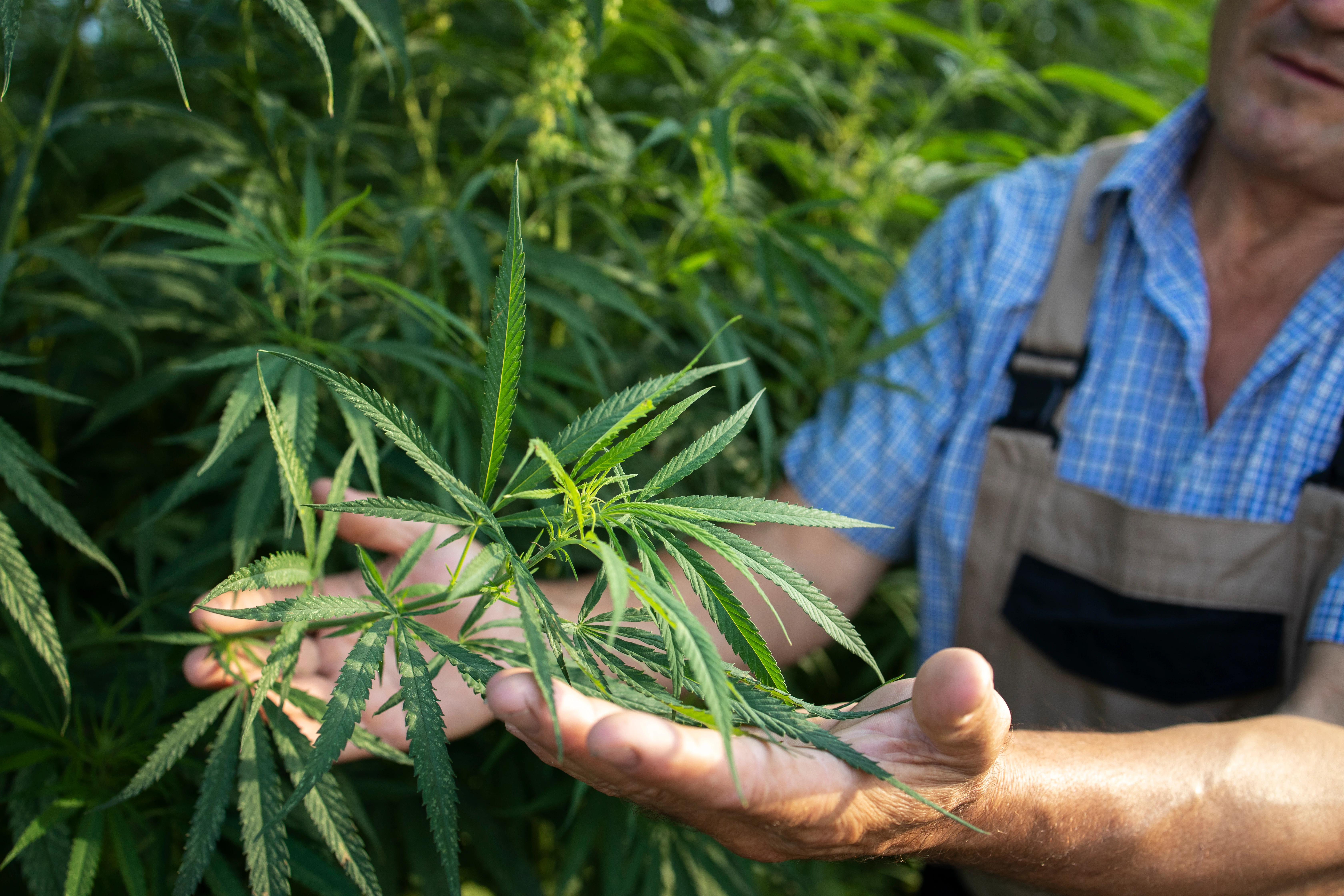 Why Doesn't Hemp Get You High? The Real Science