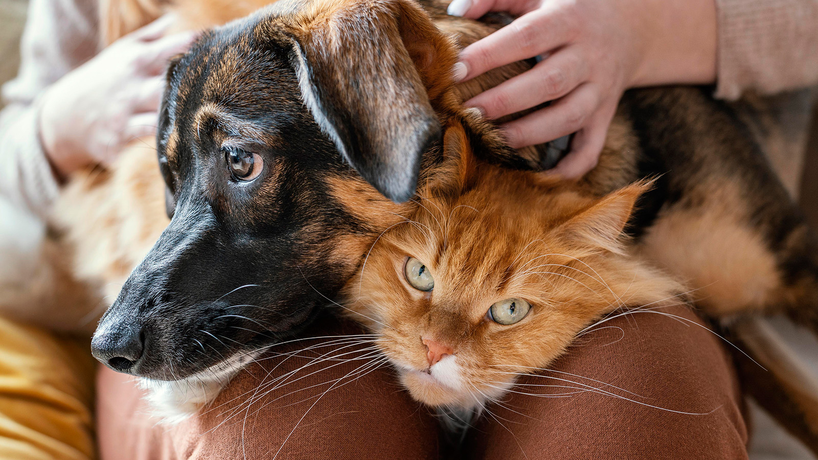 Pet Wellness: How CBD Can Support Your Pets' Health