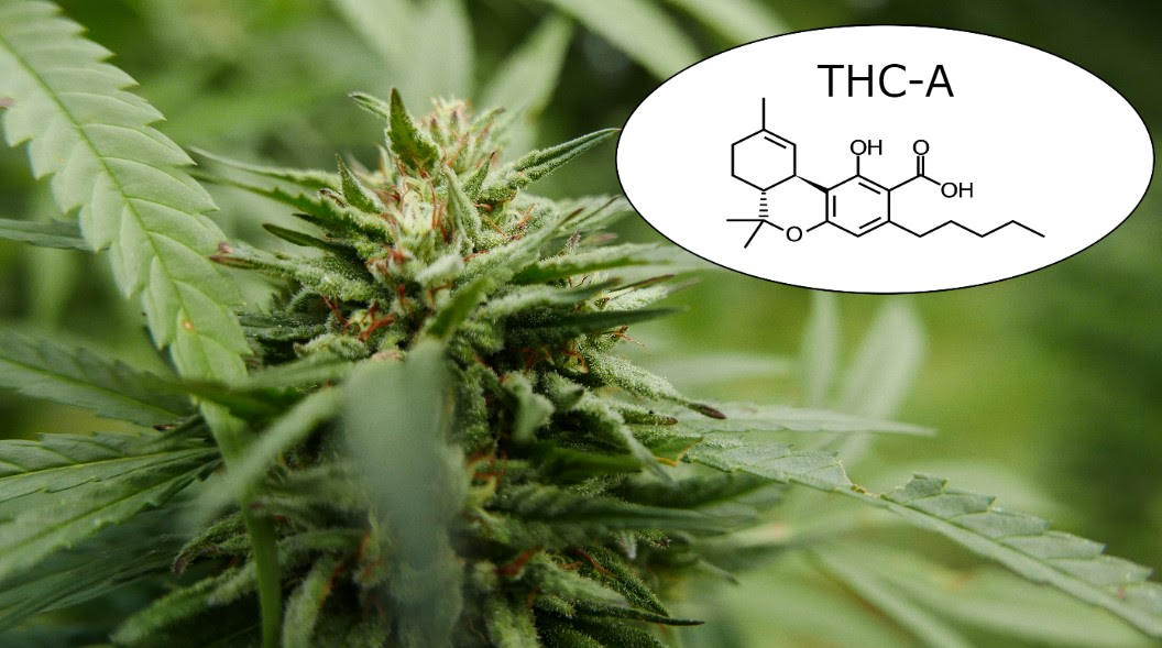 THC-A: Your New Favorite Cannabinoid