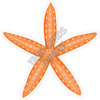 Starfish - Orange - Style A - Yard Card