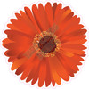 Daisy - Orange - Style B - Yard Card