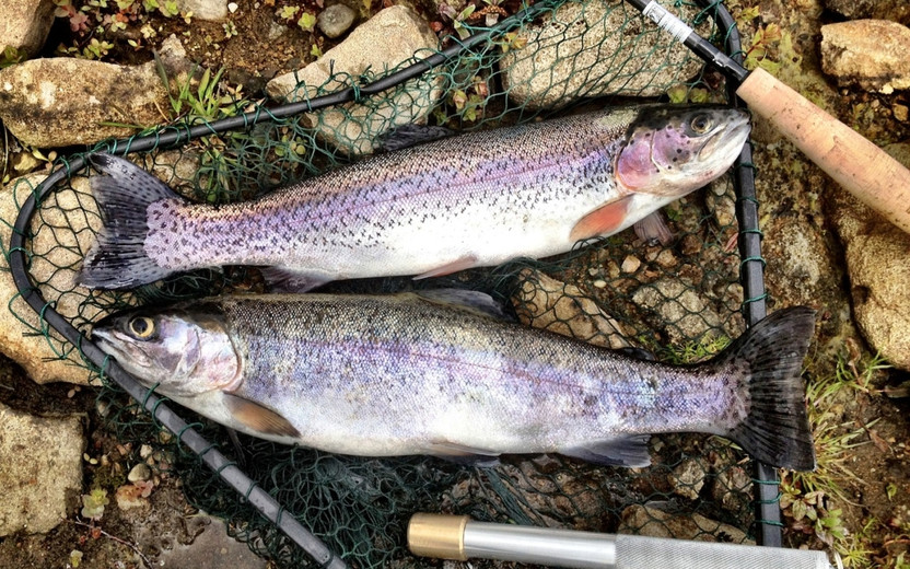 Fall Trout Fishing - Ramsey Outdoor