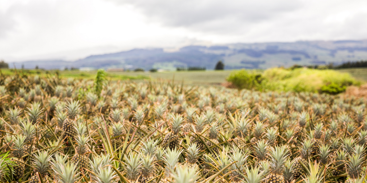 Maui Gold Pineapple — Melissas Produce