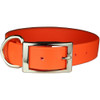 Orange dog collar with silver buckle and D-ring.