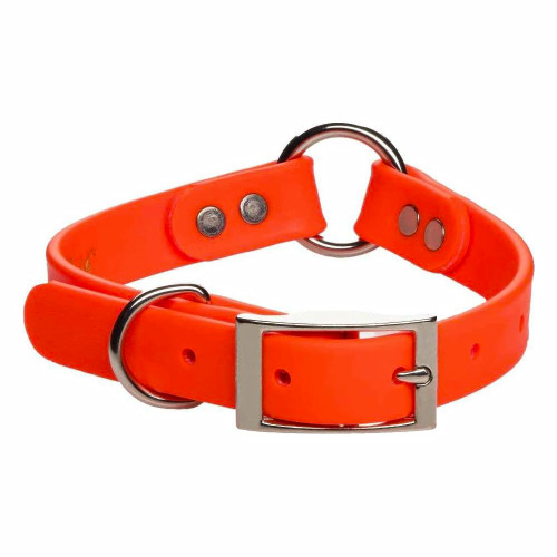 Bright orange dog collar with silver hardware; close-up shot.