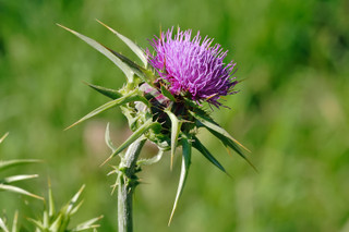  Milk Thistle Powder