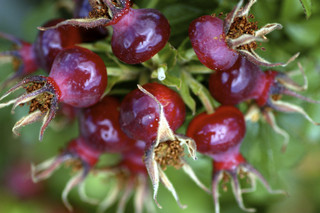 Rose Hip