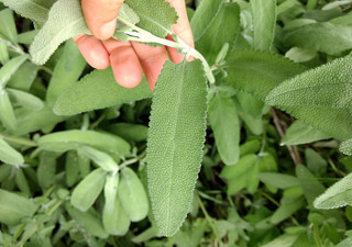 Sage Leaf