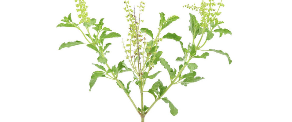 The power of Tulsi as a herb 