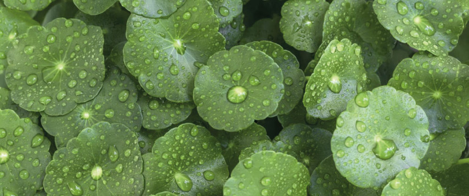 Meet Gotu Kola, the Ancient Herb with Amazing Anti-Aging Benefits