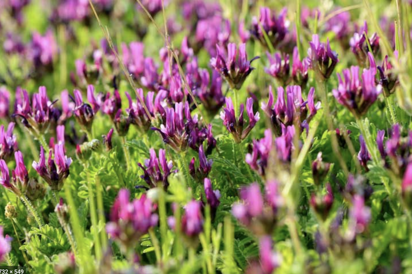 Astragalus, Withania Somnifera