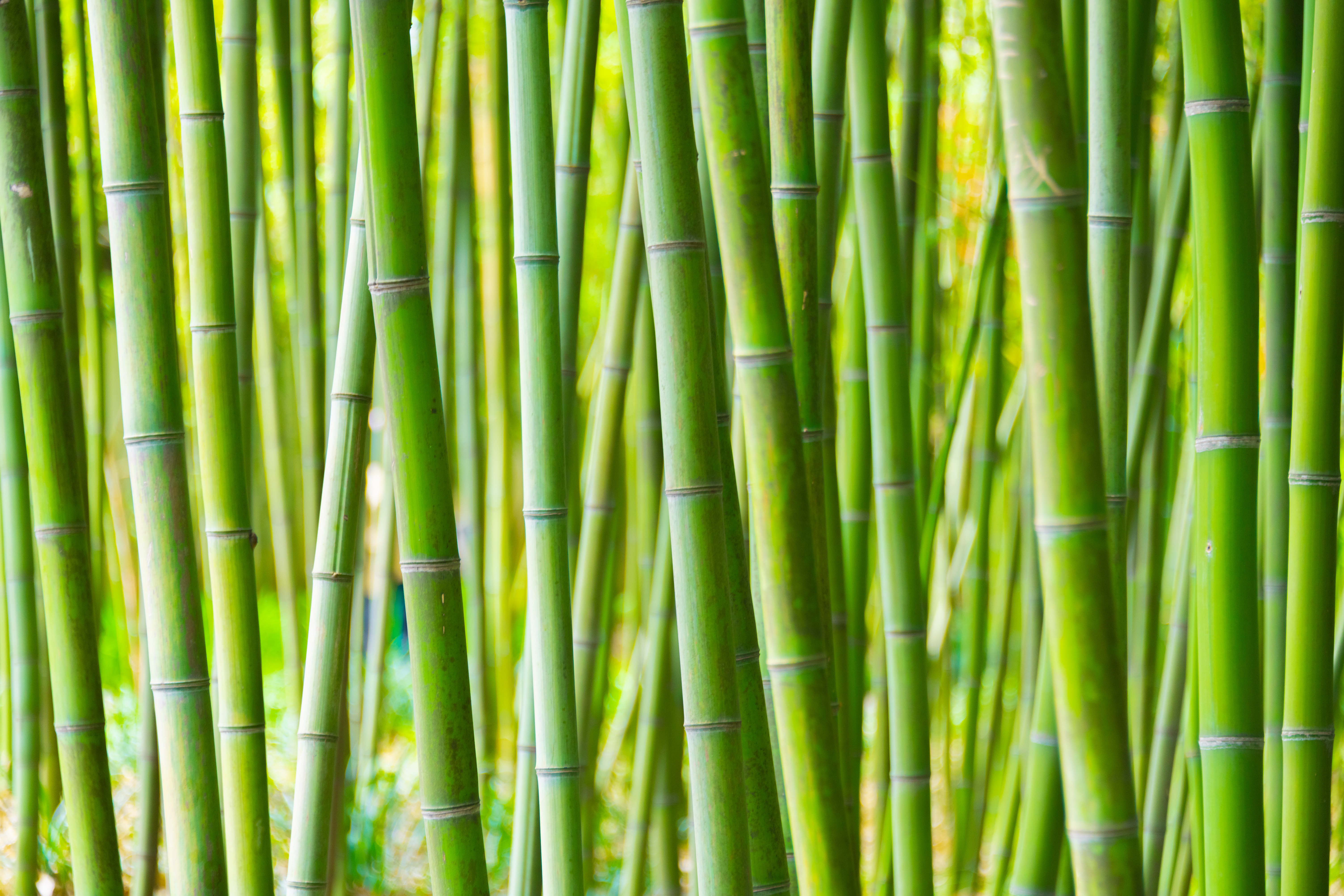 Bamboo Extract