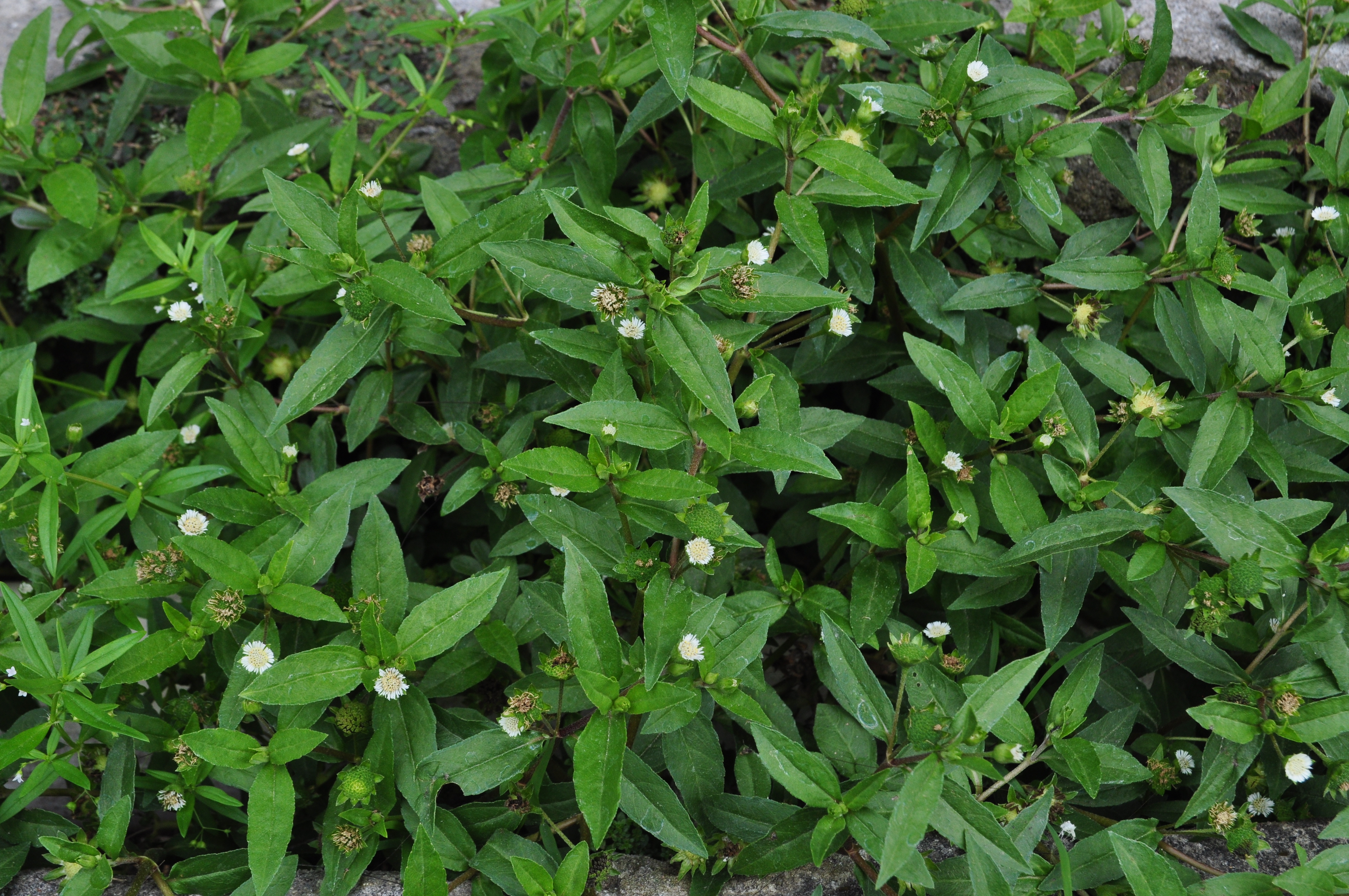 Neem Powder