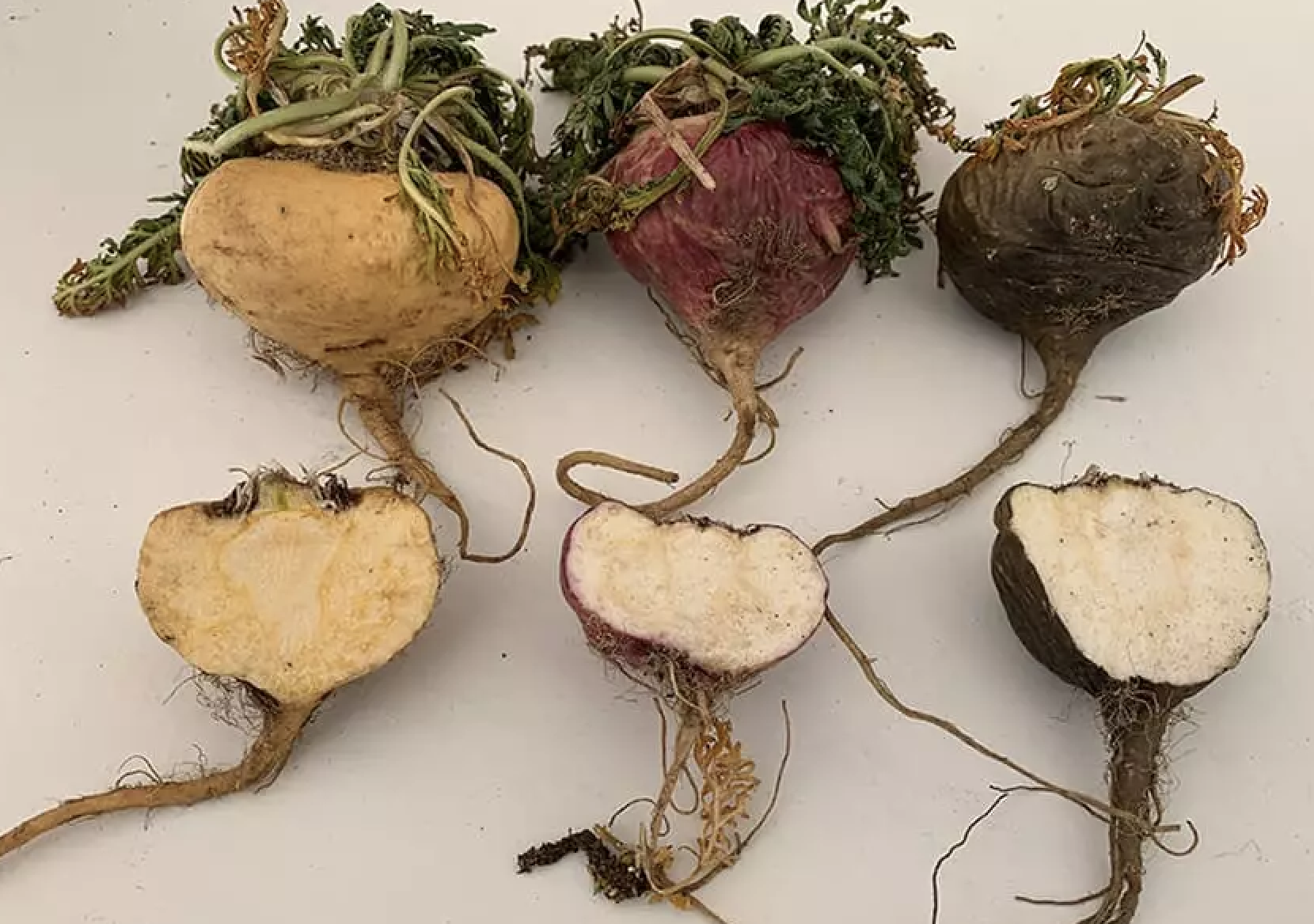 Maca Root