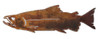 Chinook Salmon