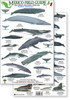 Mexico Field Guide: Baja, Sea of Cortez Marine Mammal Guide (Laminated 2-Sided Card)