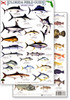 Florida Sport Fish Field Guide (Laminated 2-Sided Card)