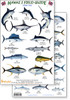 Hawaii Sport Fish Guide (Laminated 2-Sided Card)
