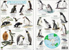Penguins from Around the World Field Guide (Laminated 2-Sided Card)