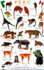 Peru Mammals Guide